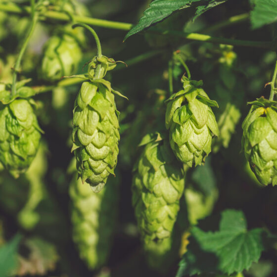 Développement durable brasseries