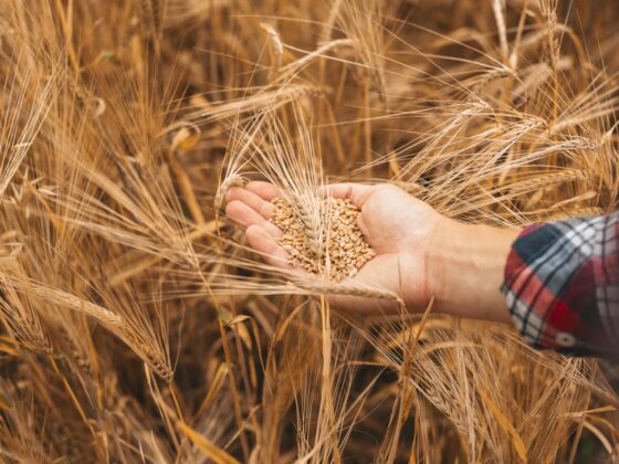 Réinventer la filière brassicole