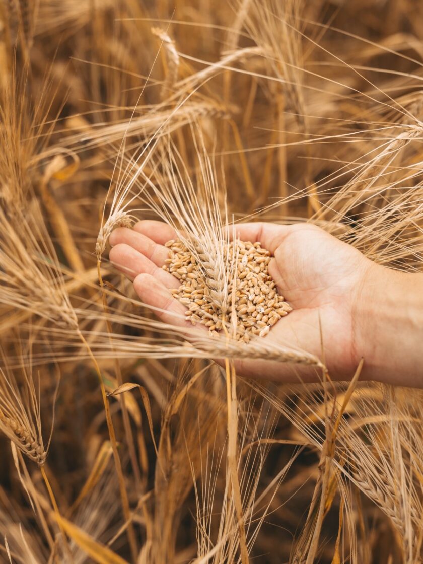 Réinventer la filière brassicole